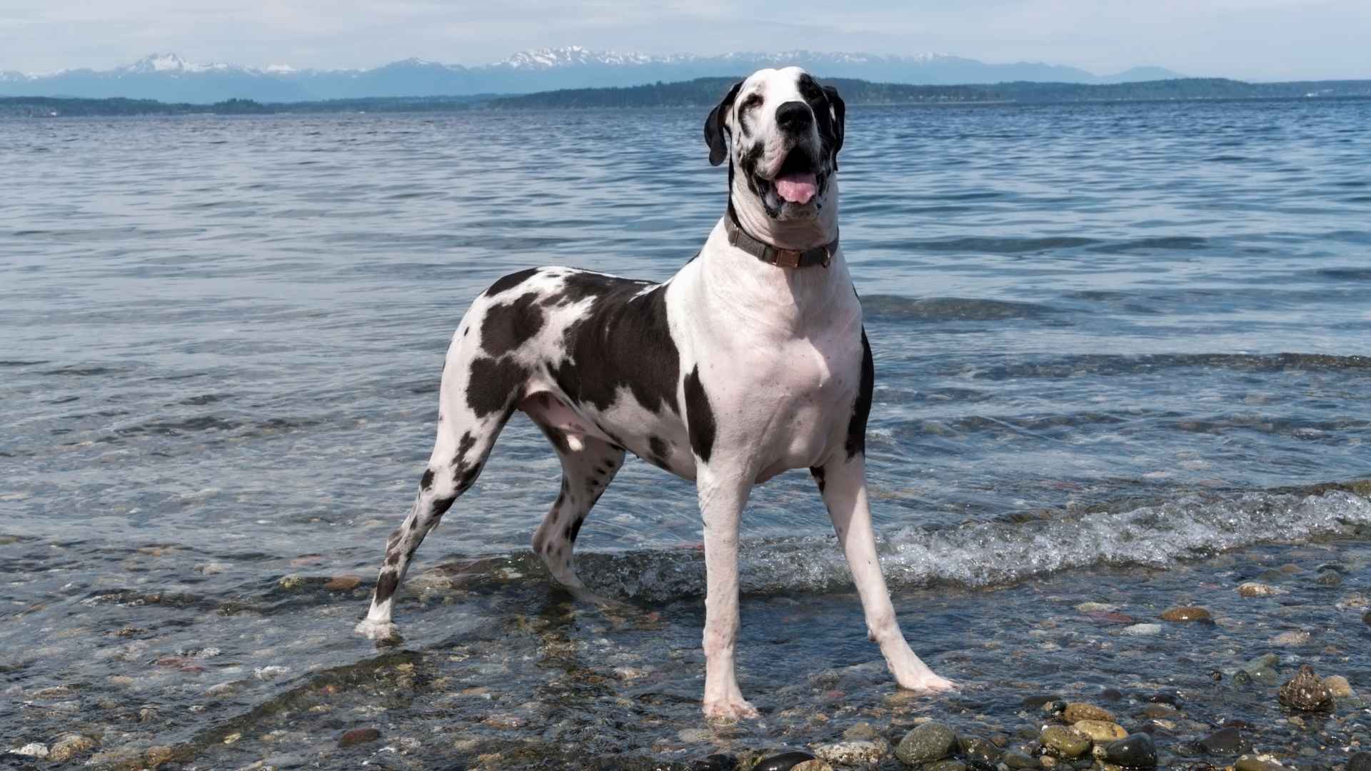 7 Most Docile Dog Breeds You Need To Know