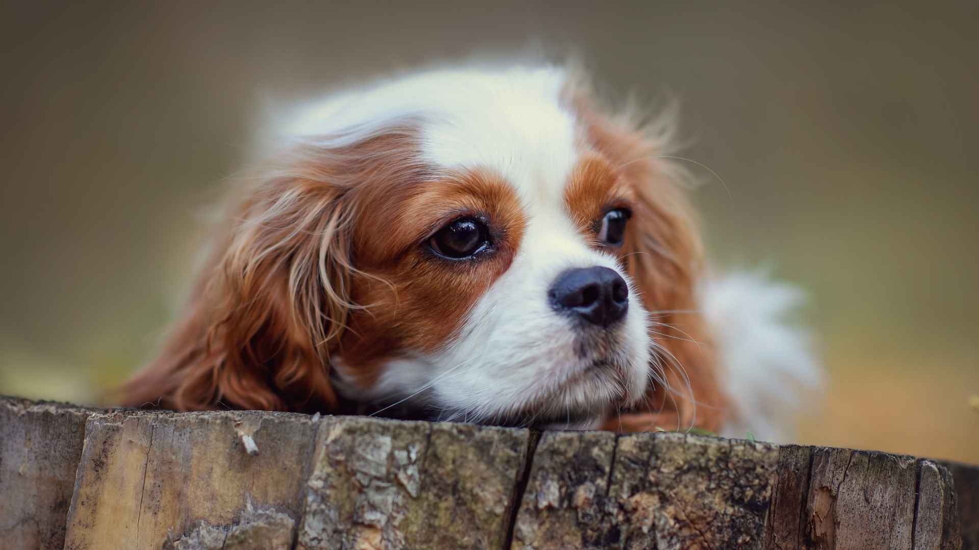 7 Most Emotional Dog Breeds That Bond Closely With Owners