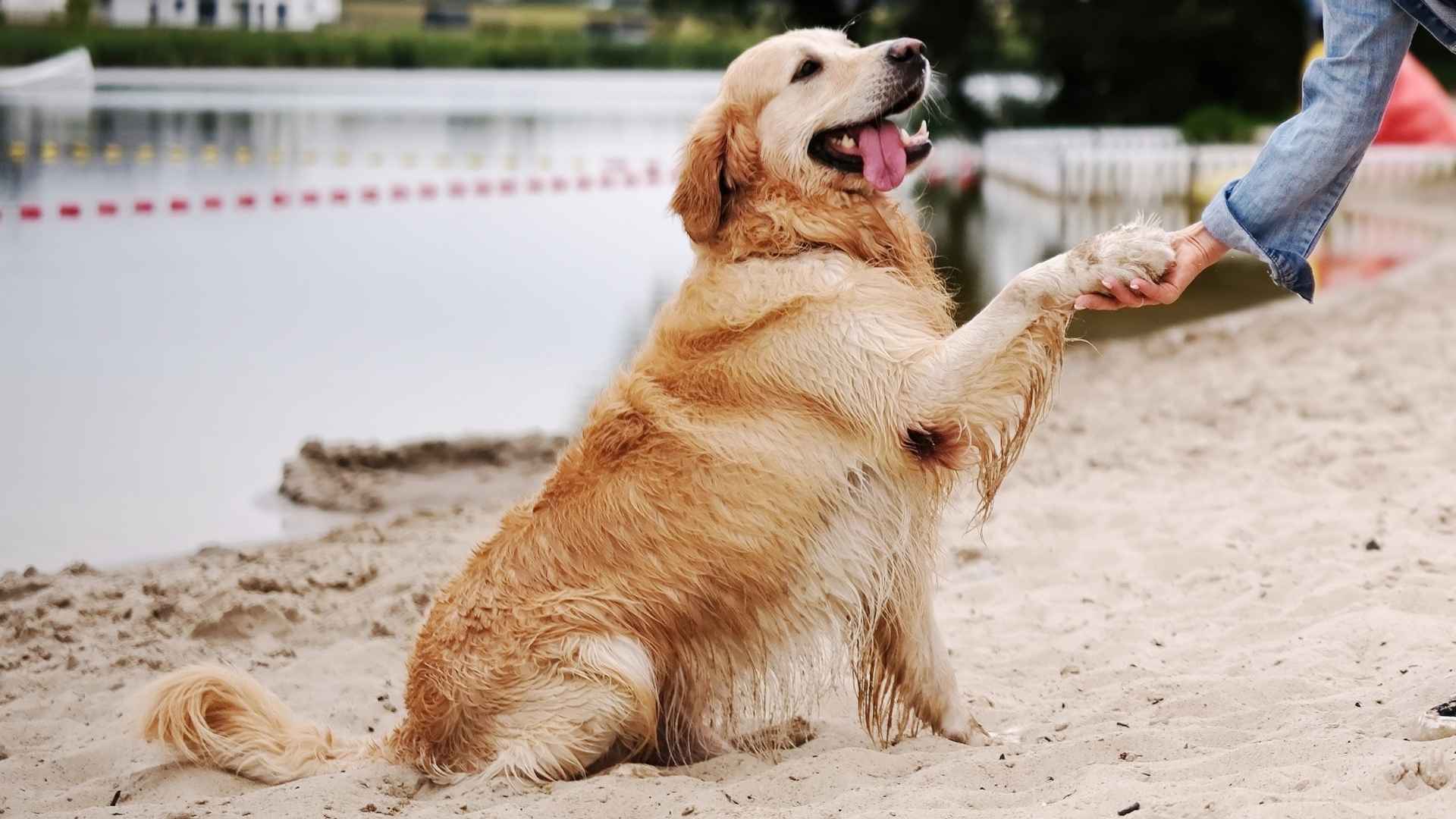 7 Most Endearing Dog Breeds That Will Brighten Your Day