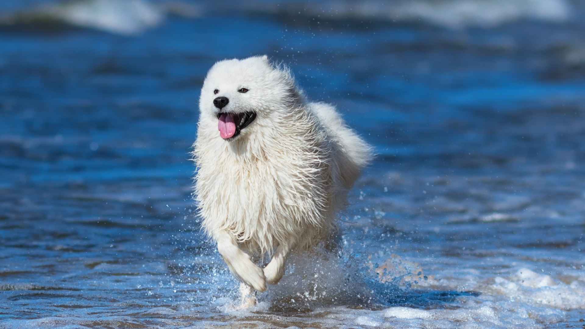7 Most Energetic Dog Breeds That Never Run Out of Zoomies