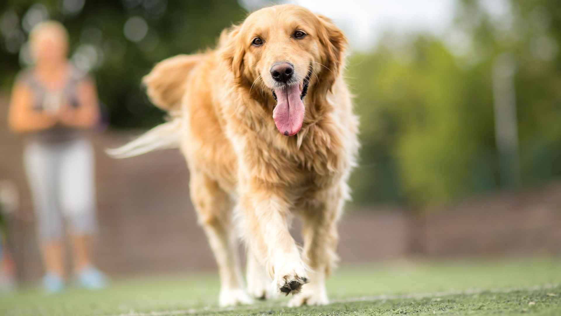 7 Most Energetic Large Dog Breeds That Never Run Out of Zoomies