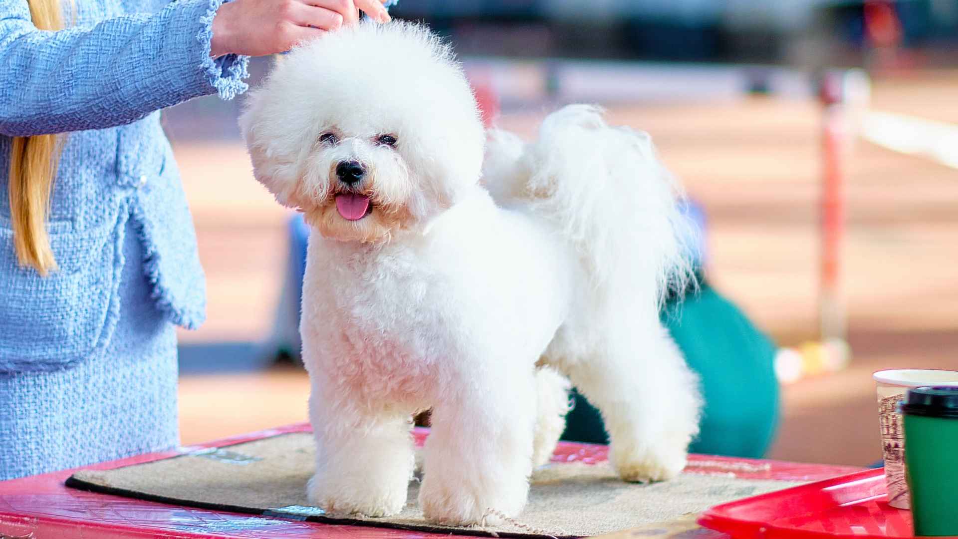 7 Most Expensive to Groom Dog Breeds: Luxurious Coats, High Bills
