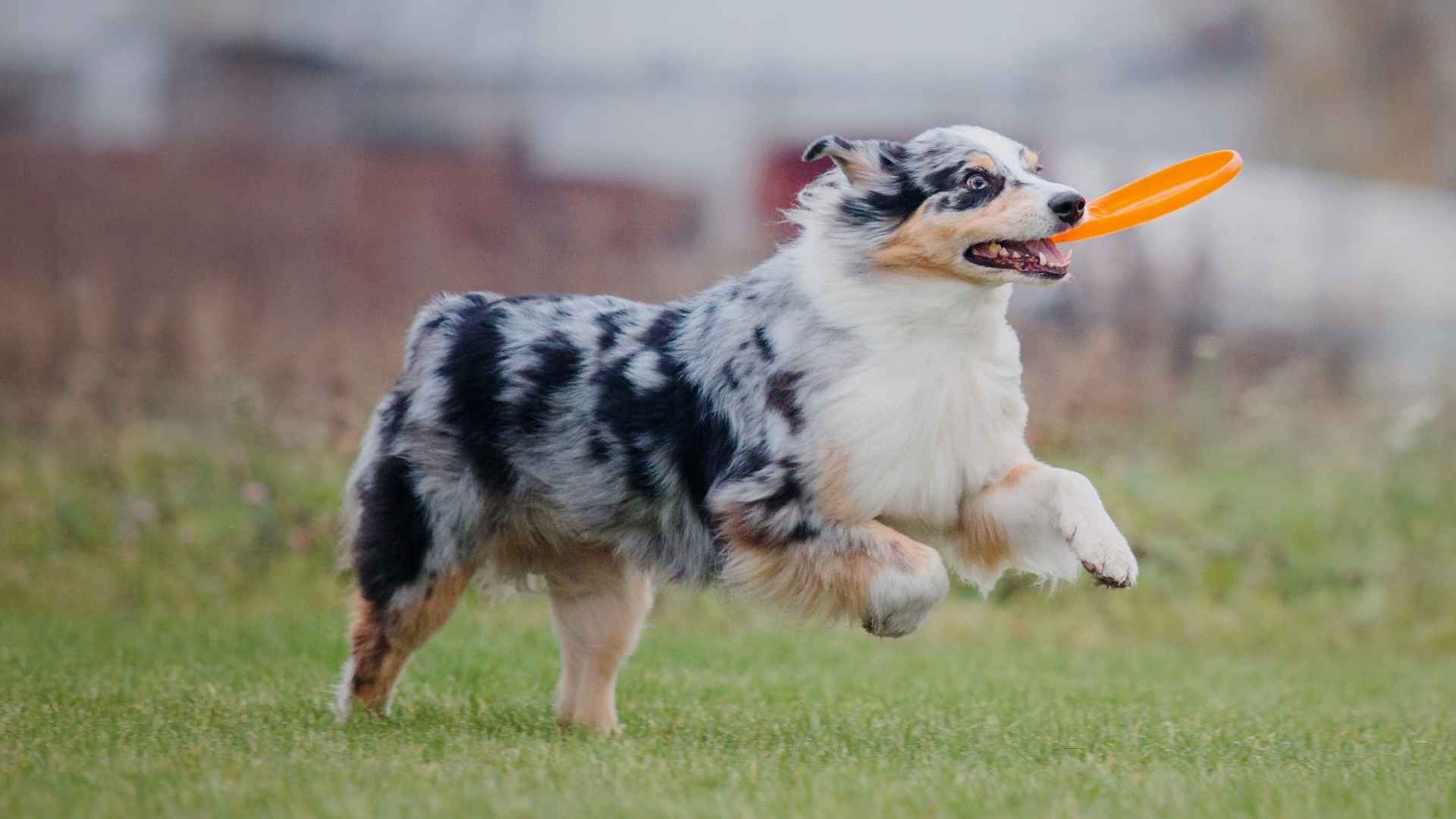 7 Most Exuberant Dog Breeds that Bring Endless Joy and Fun