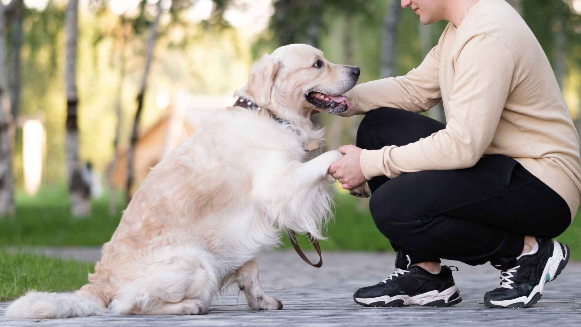 7 Most Friendly Dog Breeds on Earth That Will Be Your Best Friends for Life