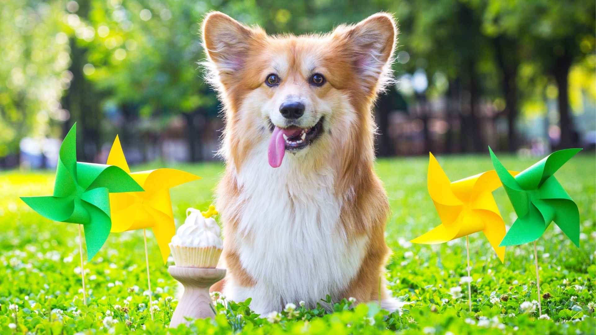 7 Most Funny Dog Breeds: Those With Inside Jokes