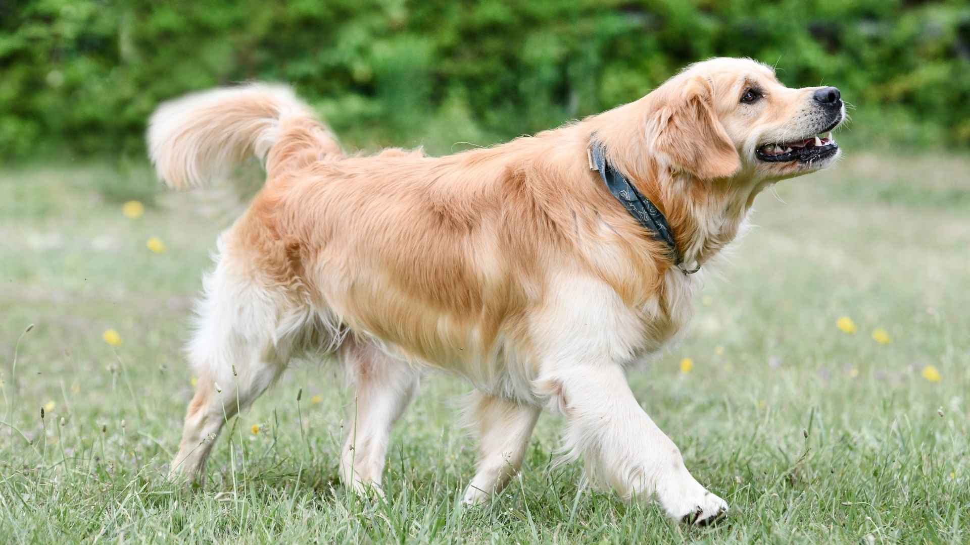 7 Most Gentle Sporting Dog Breeds That Are Easy to Love