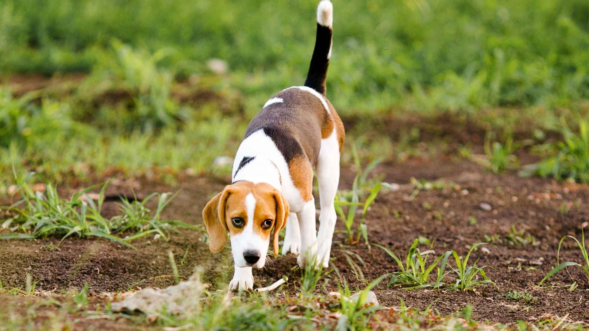 7 Most Gentle Tracking Dog Breeds with Strong Noses and Soft Hearts