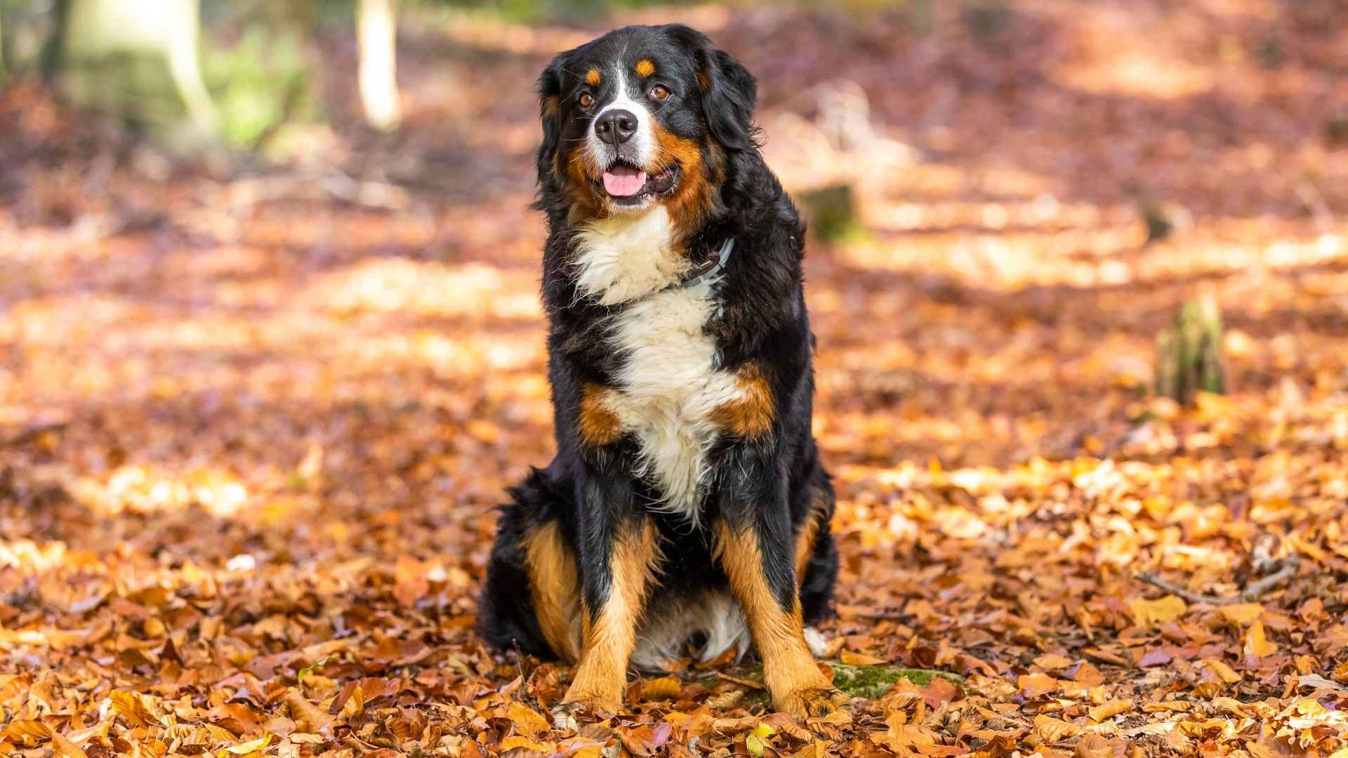 7 Most Gentlest Dog Breeds in the World Loyal, Loving, and Calm