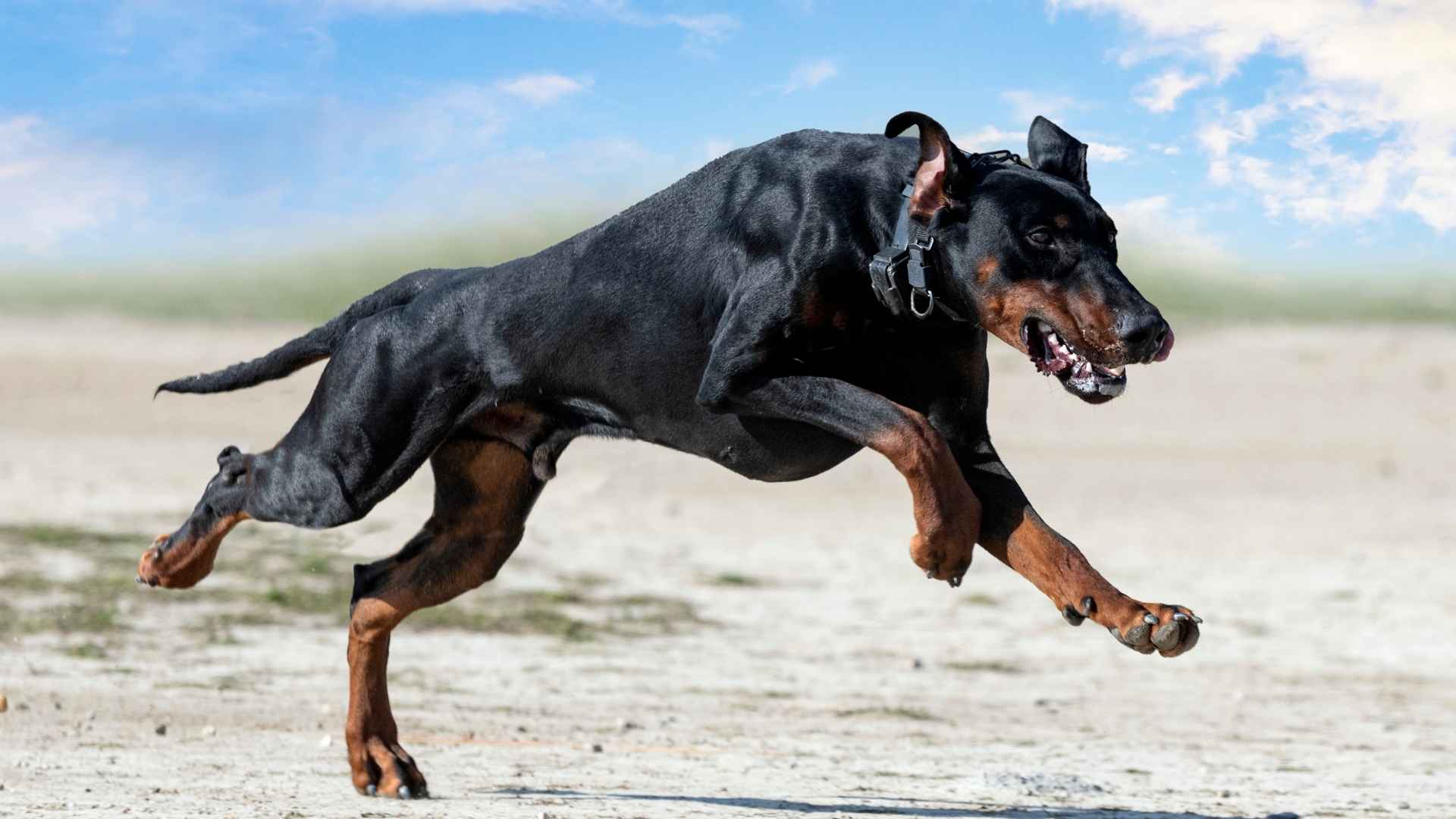 7 Most Hyper Guard Dog Breeds That Never Run Out of Energy