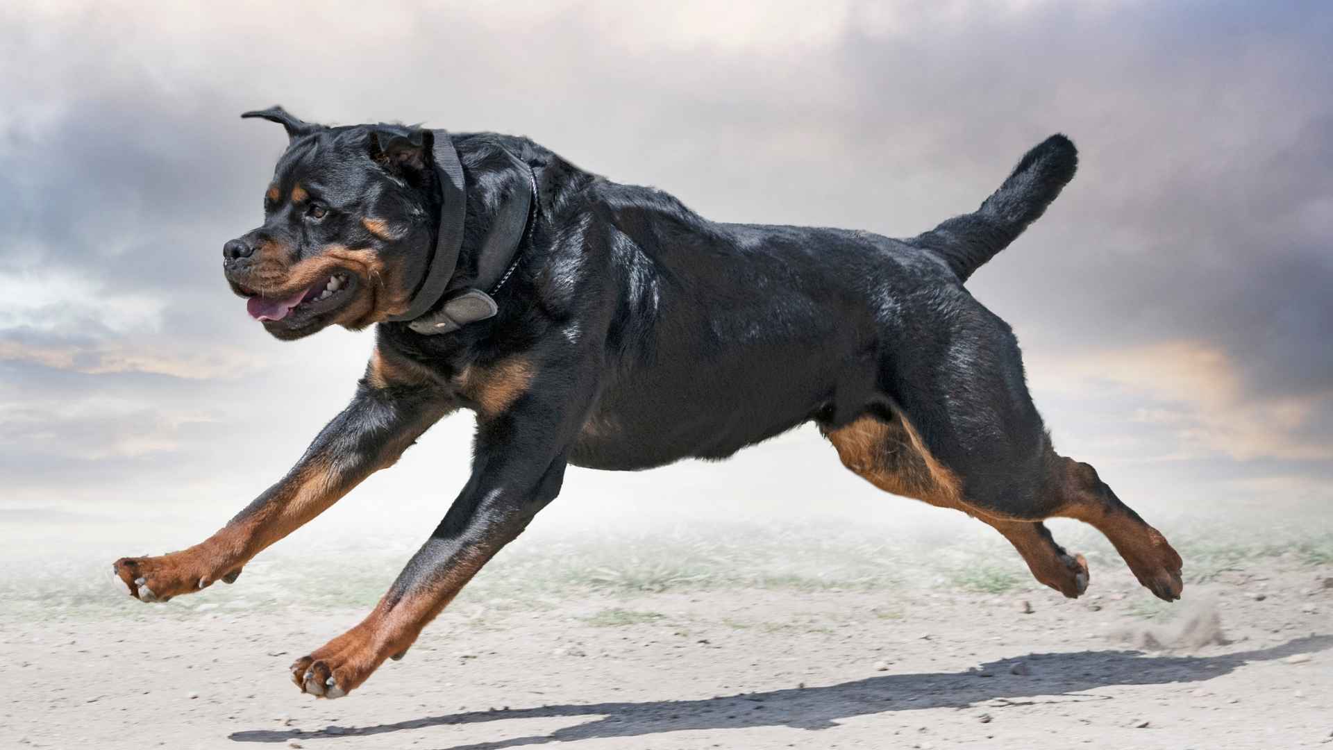 7 Most Intimidating Dog Breeds That Turn Heads With Their Powerful Presence