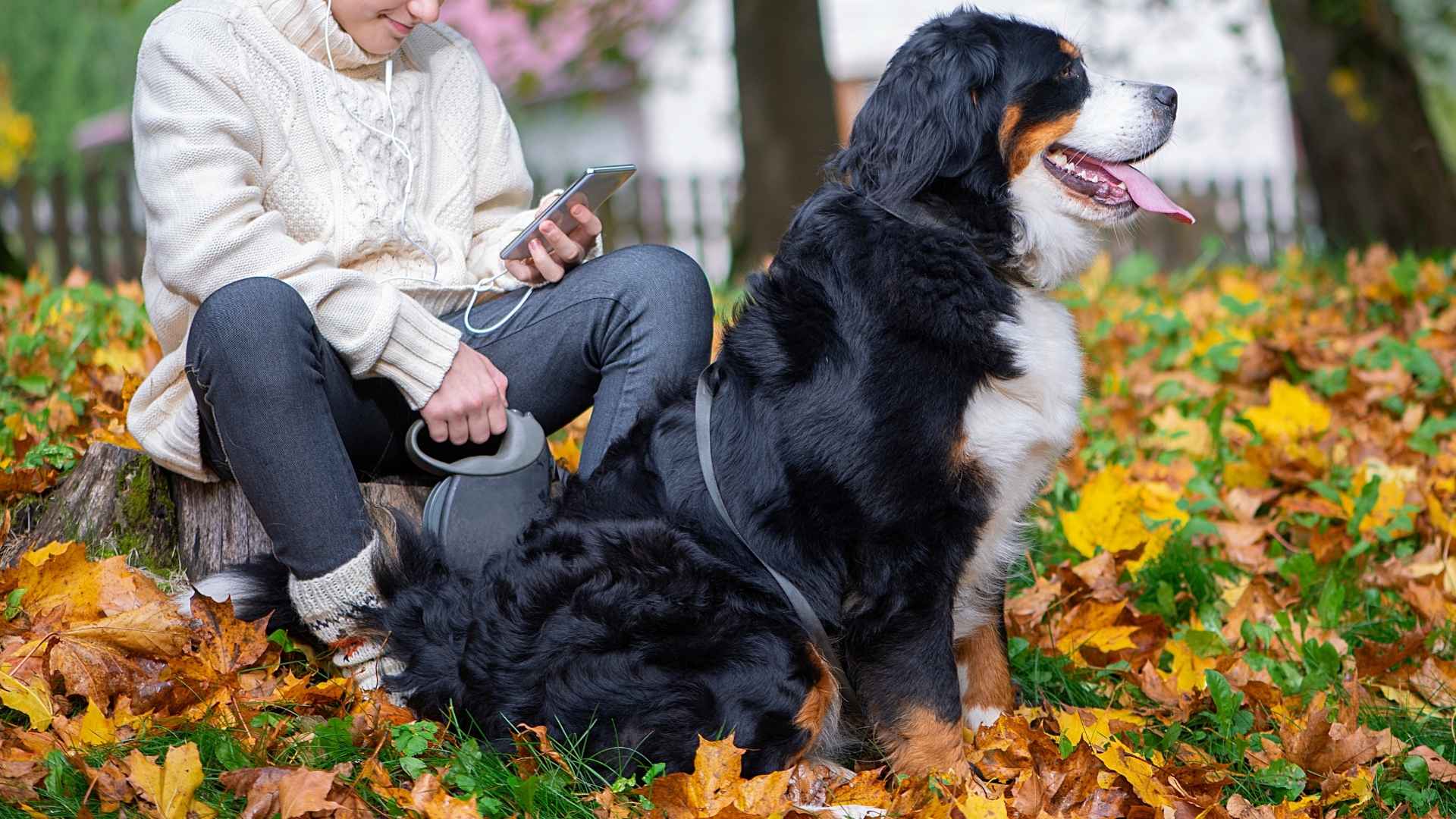 7 Most Loyal Dog Breeds That Will Never Leave Your Side