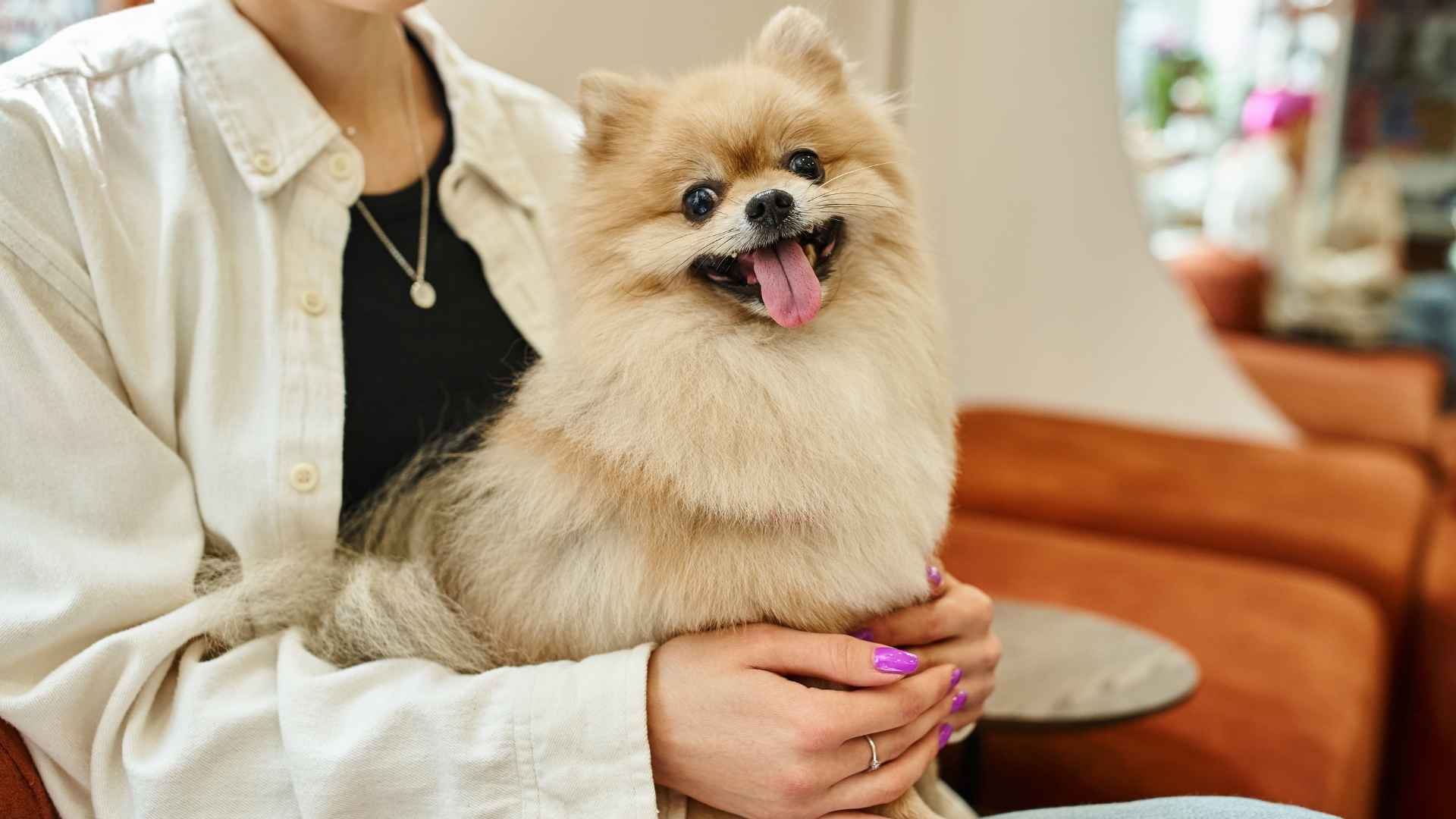 7 Most Loyal Small Dog Breeds That Stick With You Through Anything