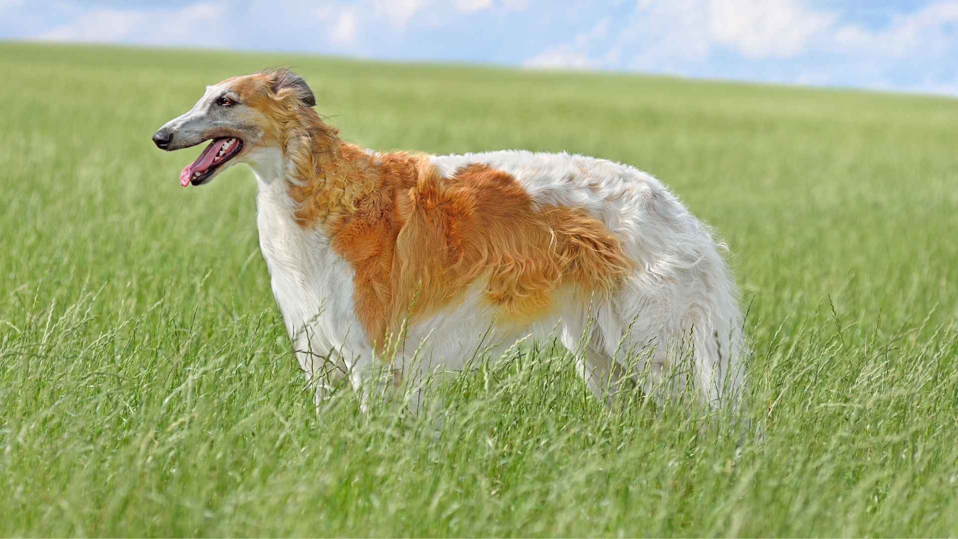 7 Most Noble Dog Breeds That Exude Grace, Loyalty, and Strength
