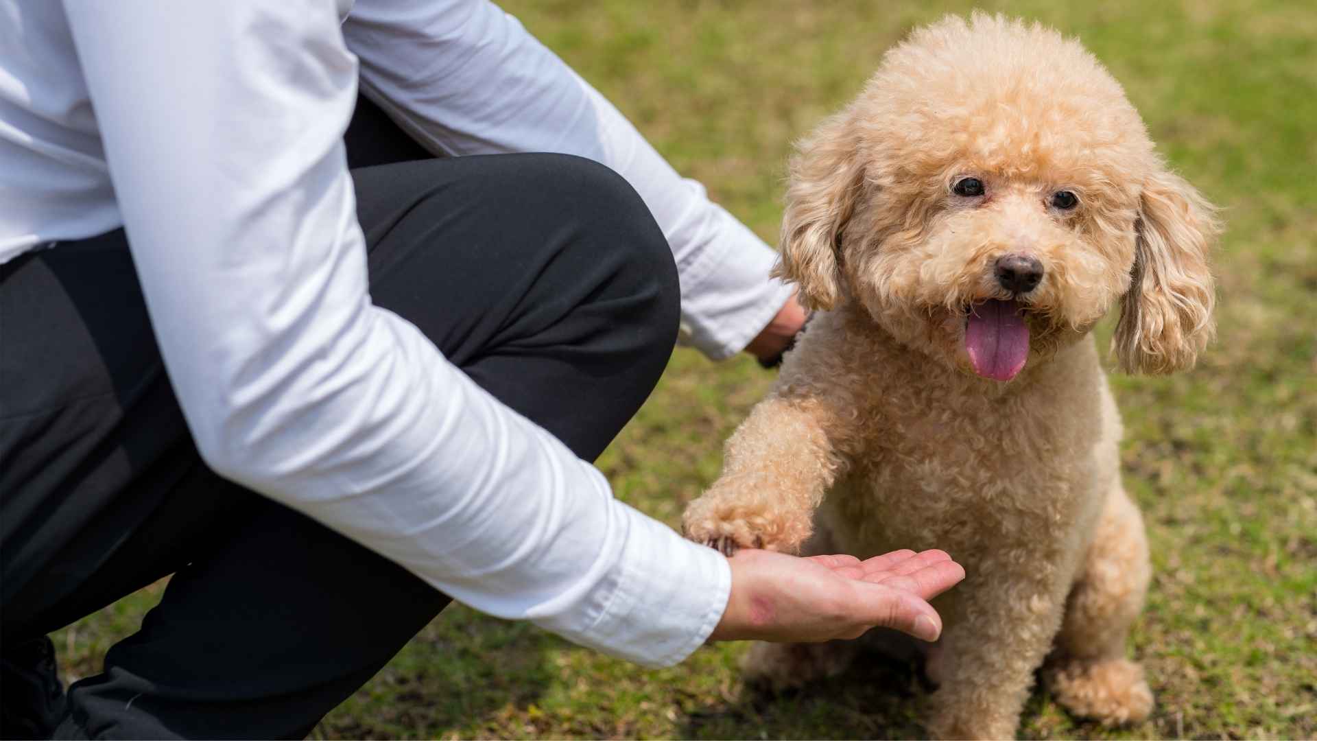 7 Most Obedient Dog Breeds In Trials That Follow Commands Flawlessly