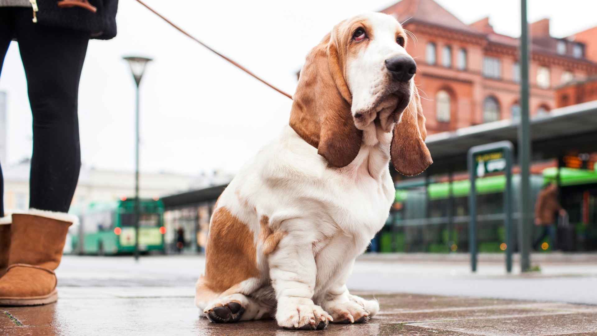 7 Most Peaceful Dog Breeds That Radiate Calm Energy