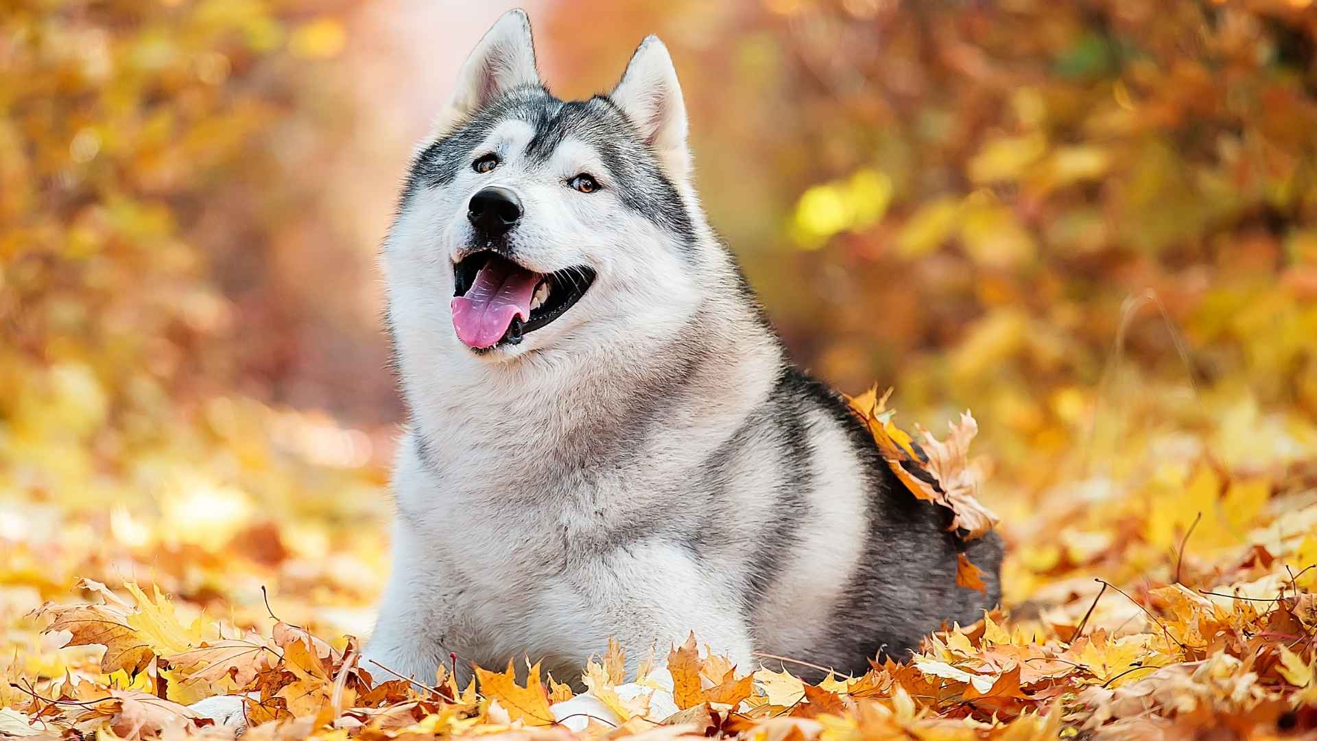 7 Most Photogenic Dog Breeds That Look Great in Every Selfie