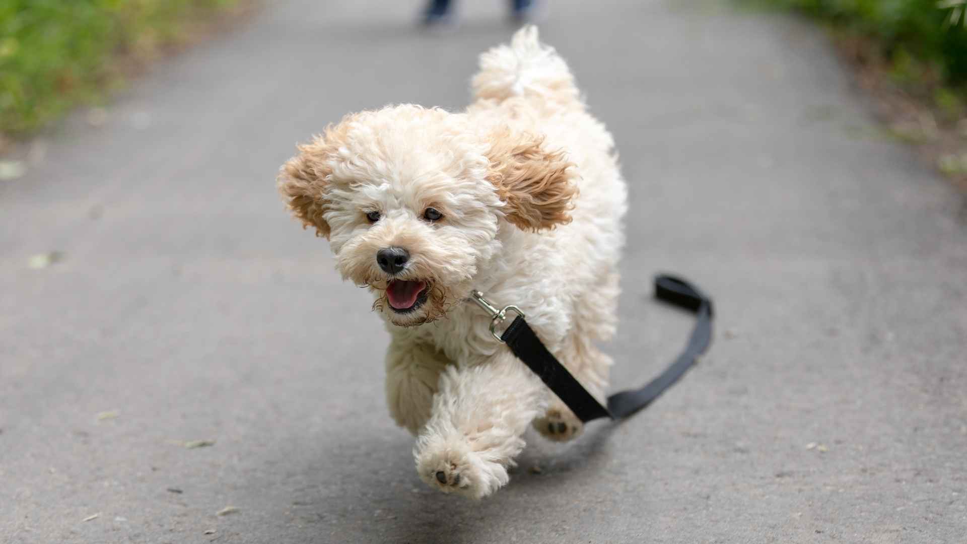 7 Most Popular Hybrid Dog Breeds that Will Fascinate You