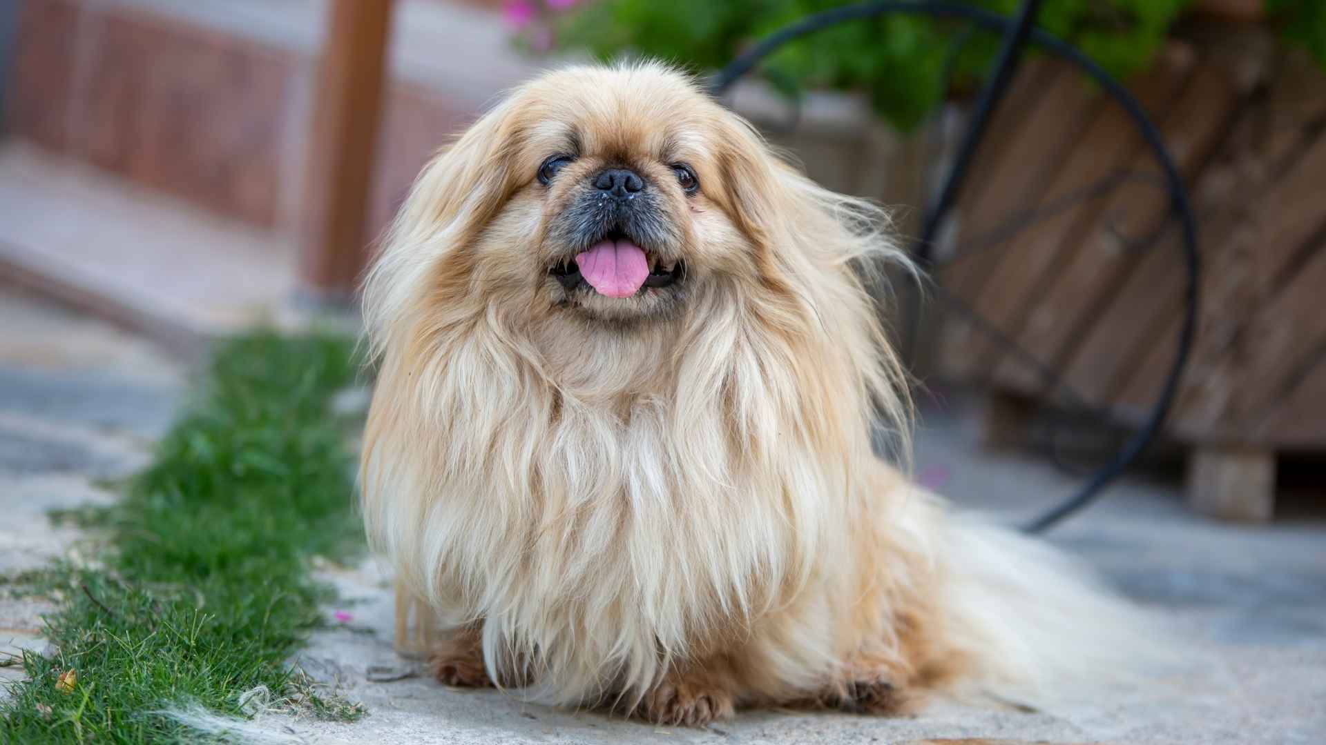 7 Most Short-Snouted Dog Breeds That Win Hearts with Every Snort