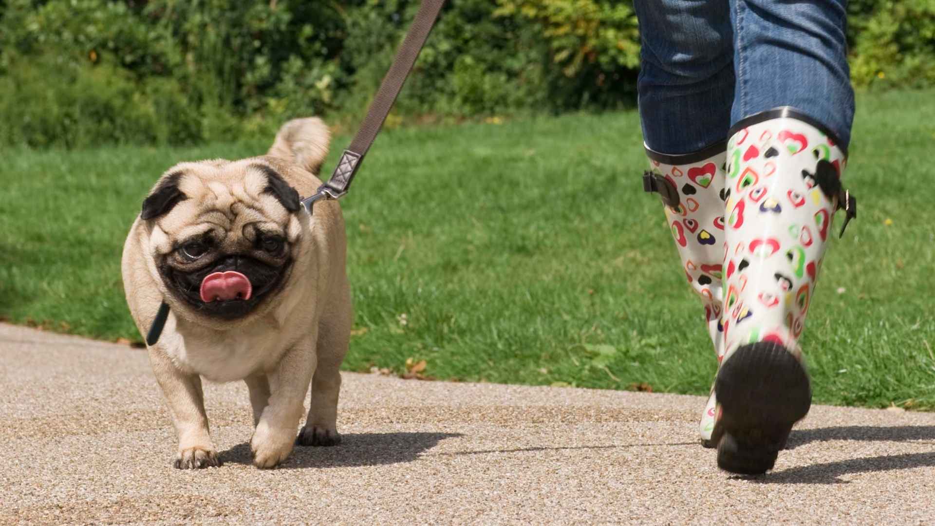7 Most Slowest Dog Breeds In The World That Are Perfect For a Relaxed Lifestyle