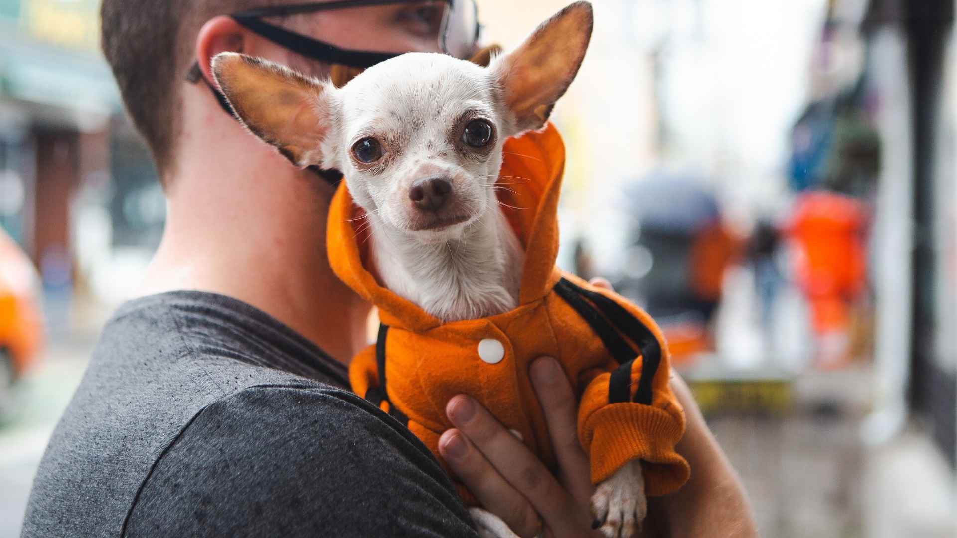 7 Most Stolen Dog Breeds and Why Thieves Love Them