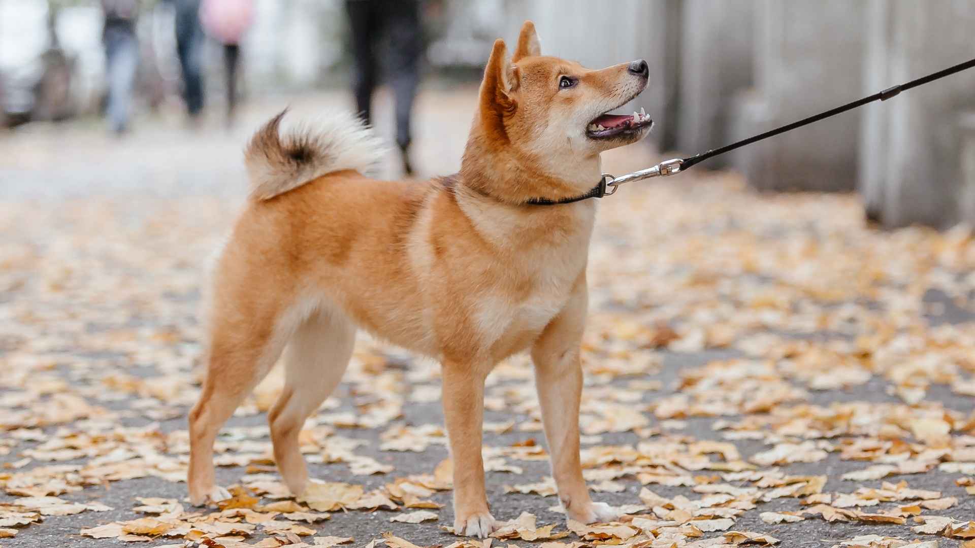 7 Most Stubborn Dog Breeds Revealed: Hardheaded but Lovable