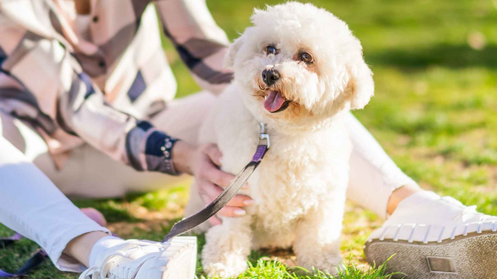 7 Most Submissive Dog Breeds: Gentle, Loyal, and Perfect for Stress-Free Training