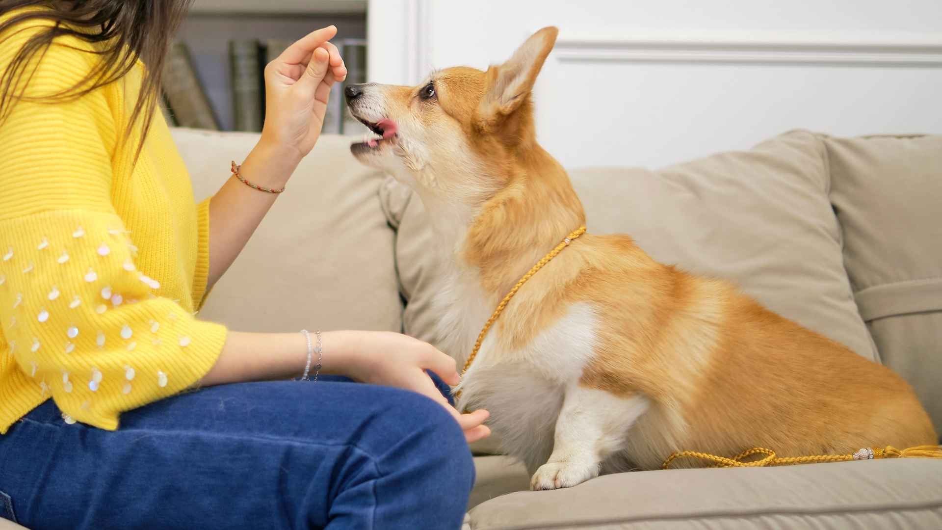 7 Most Talkative Dog Breeds on Earth: Loud and Chatty Companions