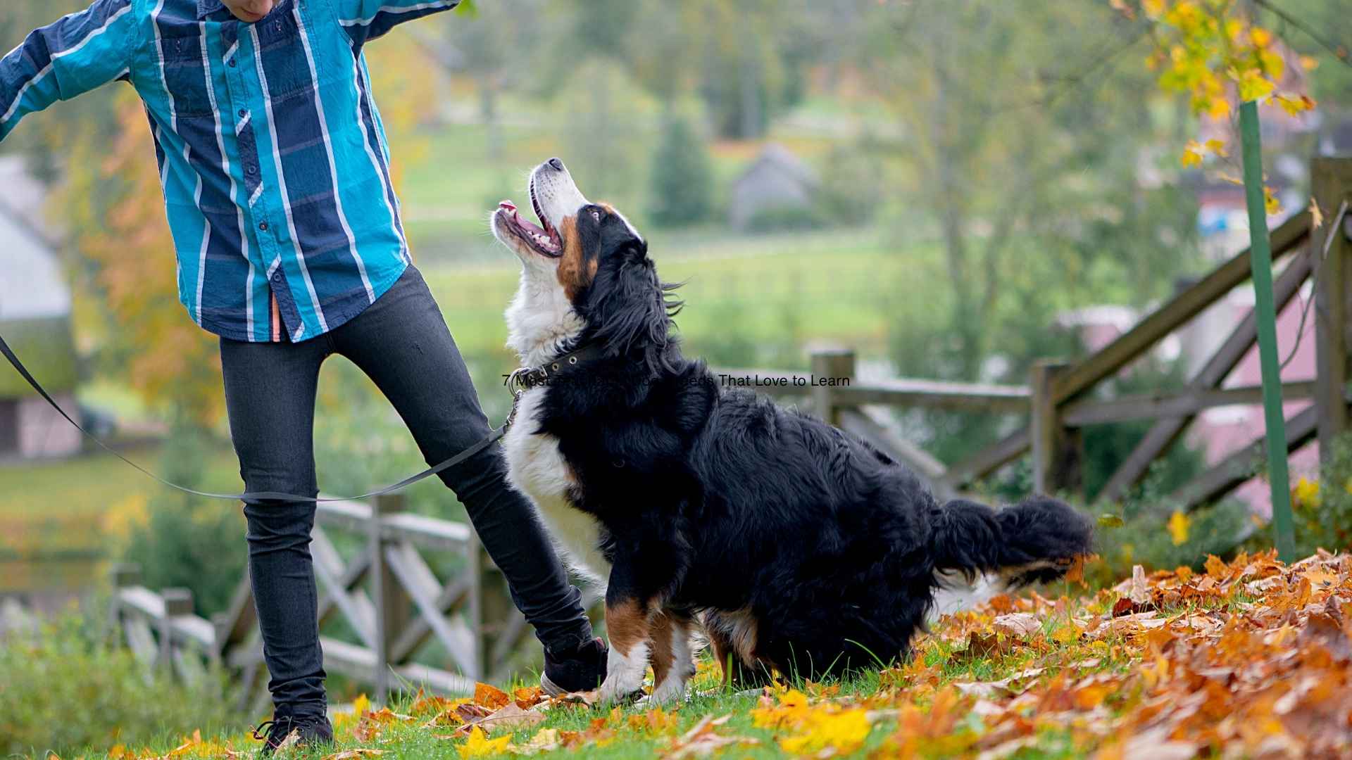7 Most Teachable Dog Breeds That Love to Learn