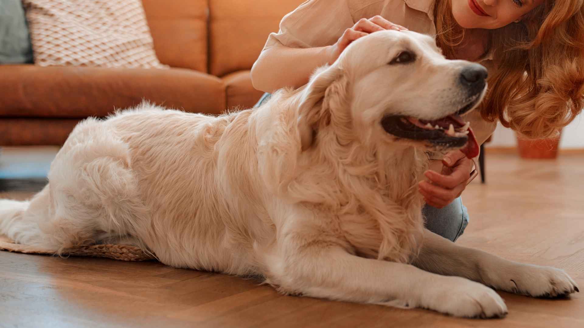 7 Most Tender-Hearted Dog Breeds: Loyal, Loving, and Gentle Demeanor