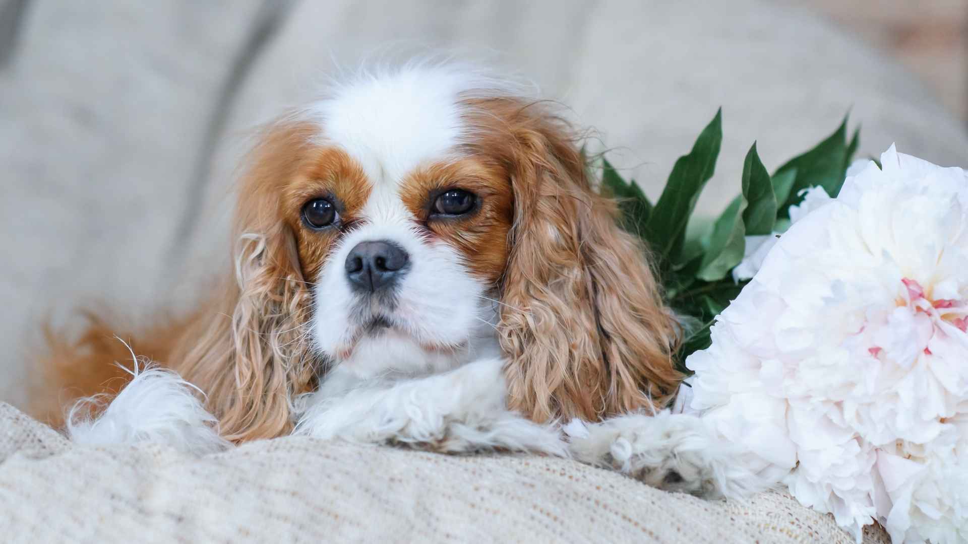 7 Most Timid Dog Breeds That Prefer Peace Over Chaos