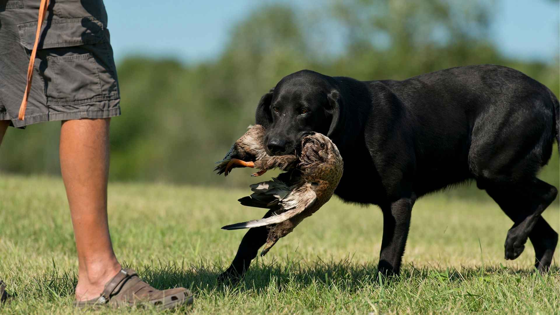 7 Most Trainable Hunting Dog Breeds: Perfect Partners In The Field And At Home