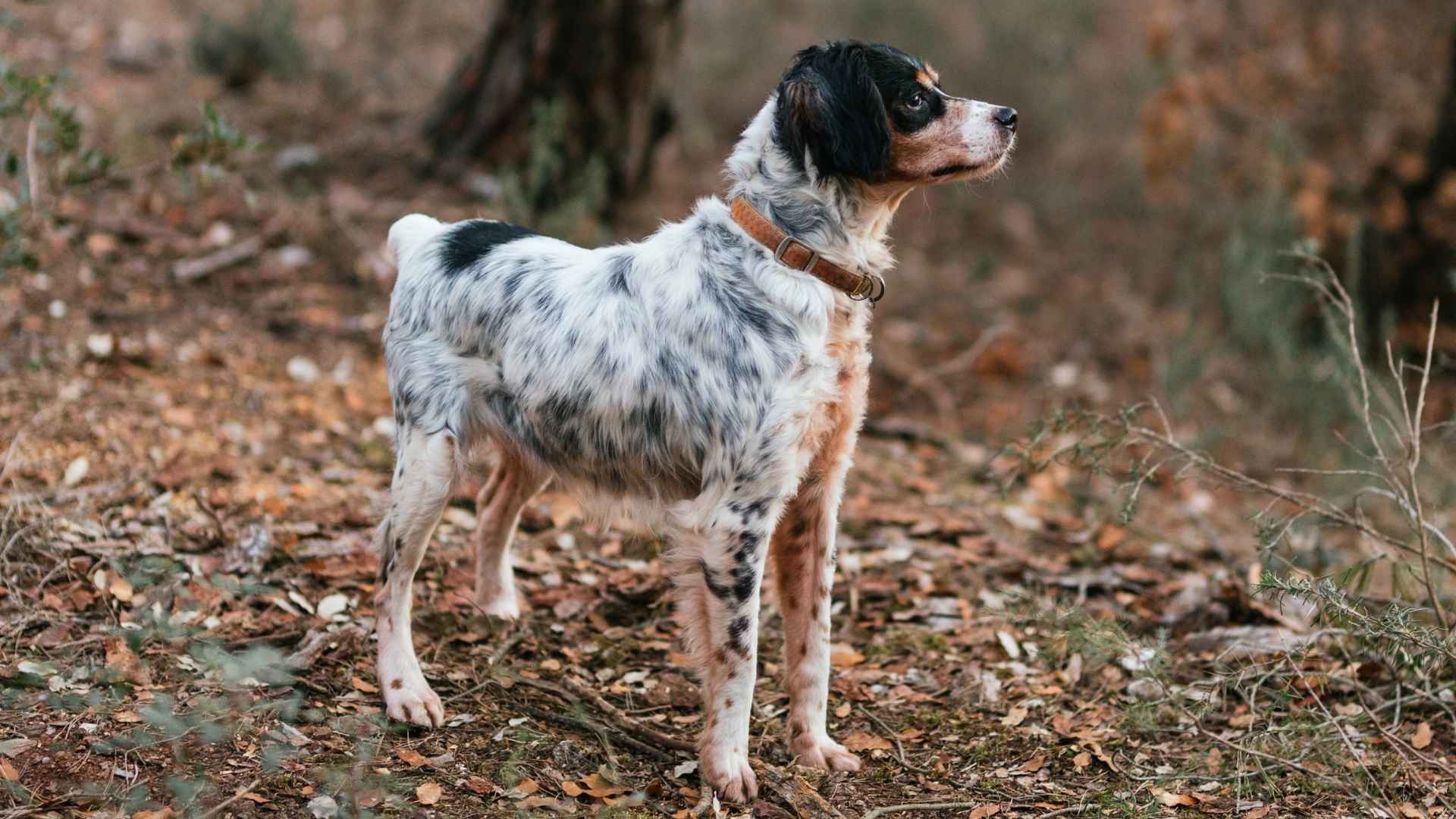 7 Most Underrated Hunting Dog Breeds Lesser-Known to Dog Lovers