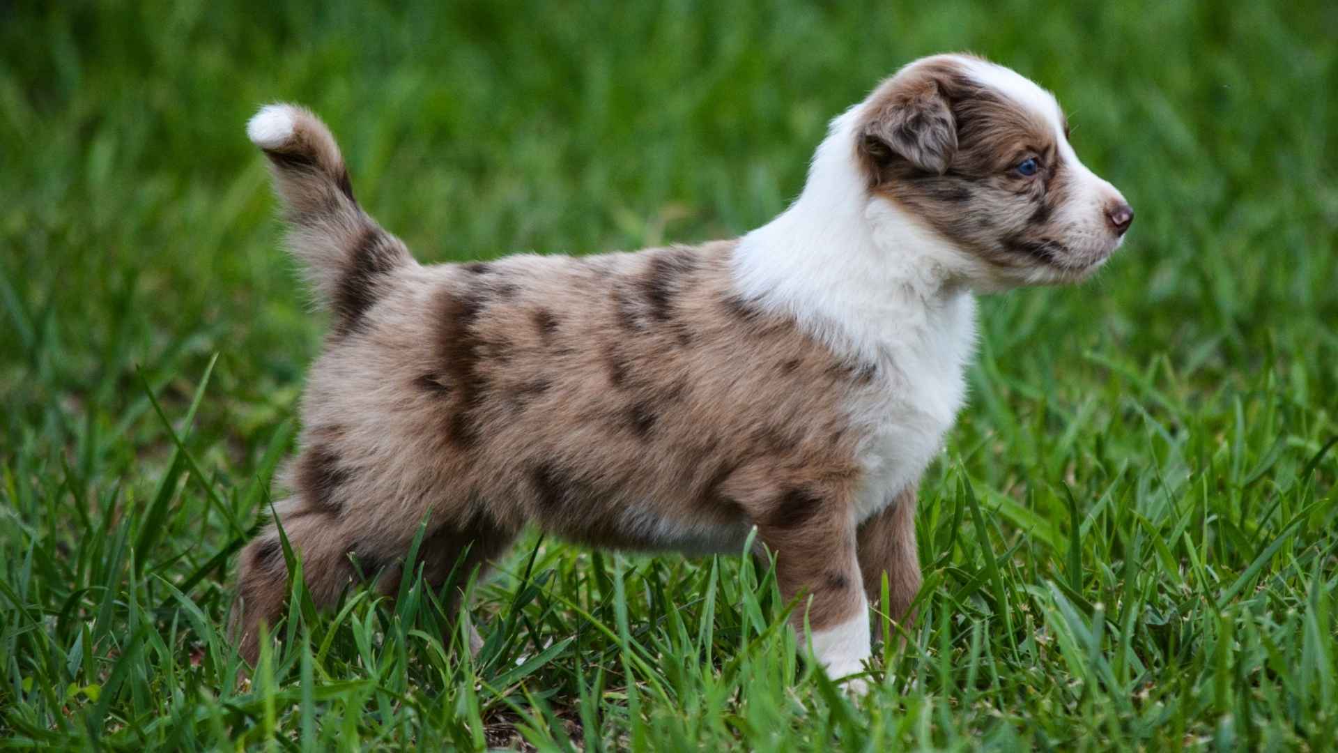 7 Most Unique Dog Breeds With Chocolate Merle Patterns You’ll Love