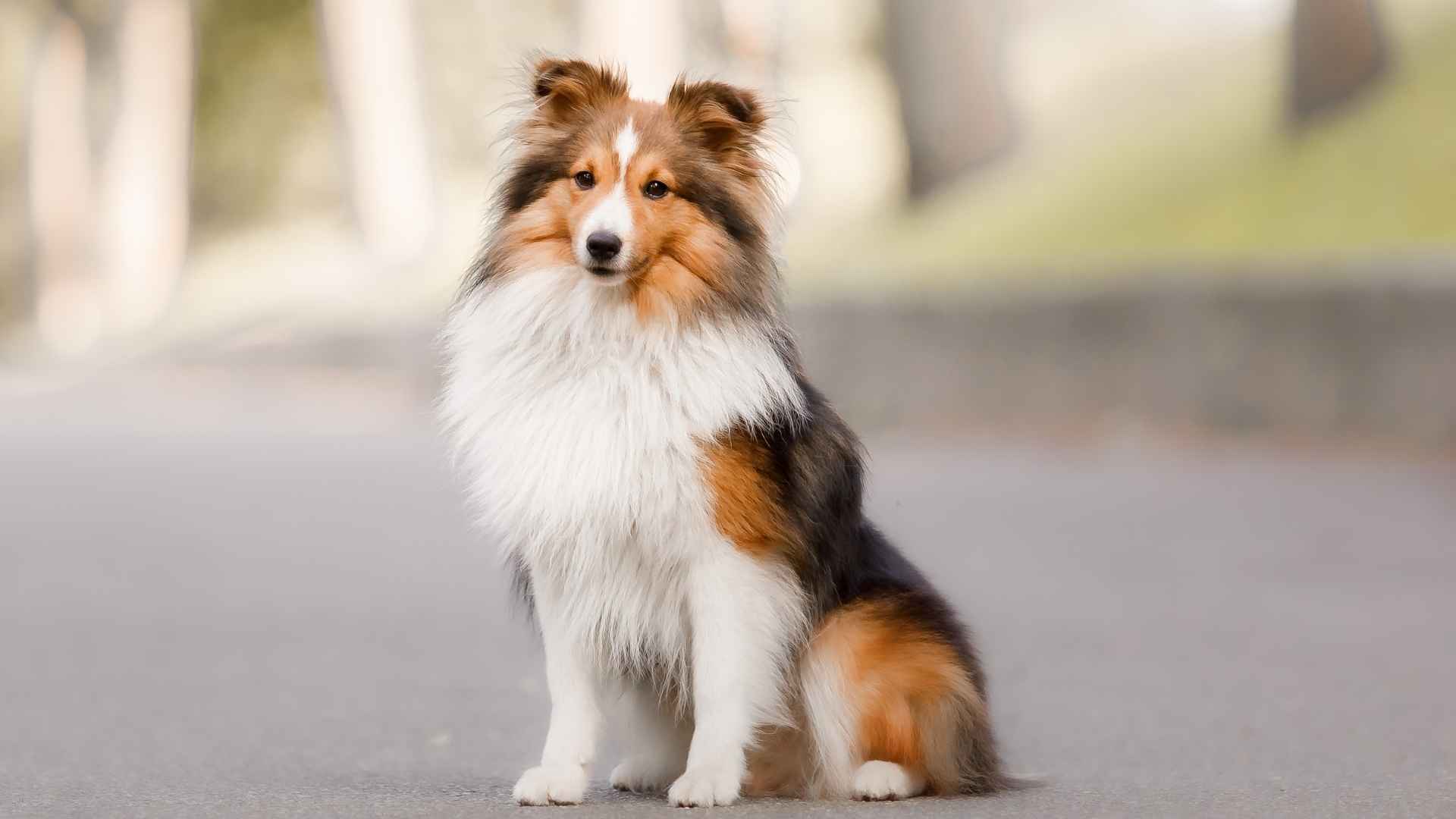 7 Most Versatile Dog Breeds That Adapt to Any Home or Activity