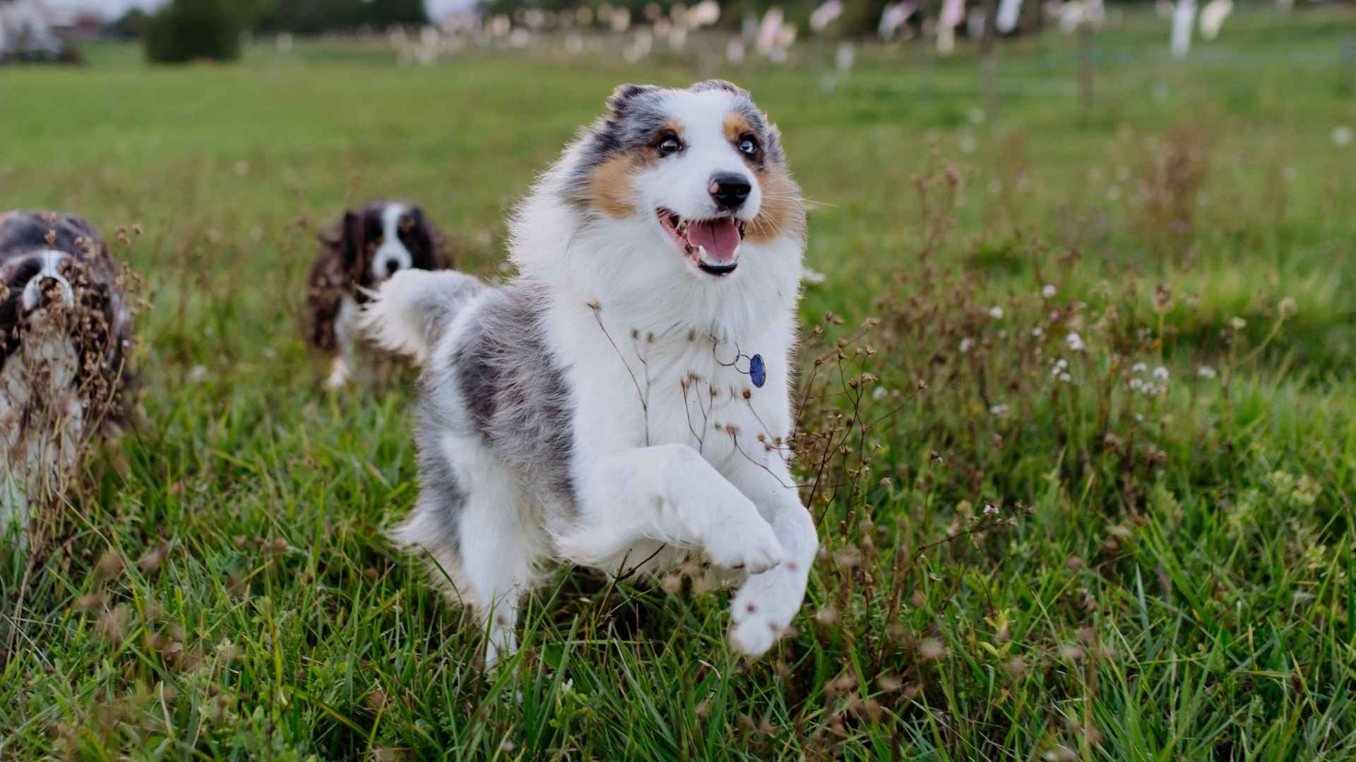 7 Most Vivacious Dog Breeds and Their Temper: Handle With Care
