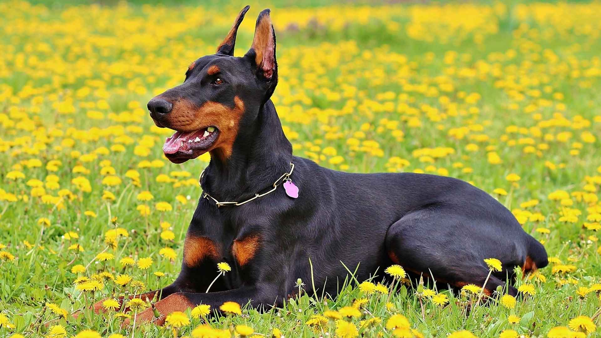 7 Most Watchful Dog Breeds That Excel at Keeping You Safe