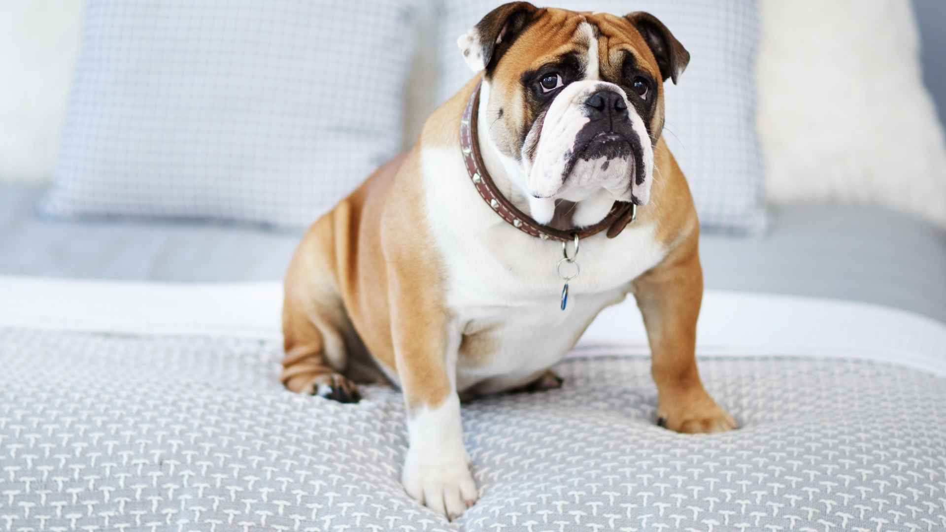 7 Most Wrinkly Dog Breeds That Live in Apartments