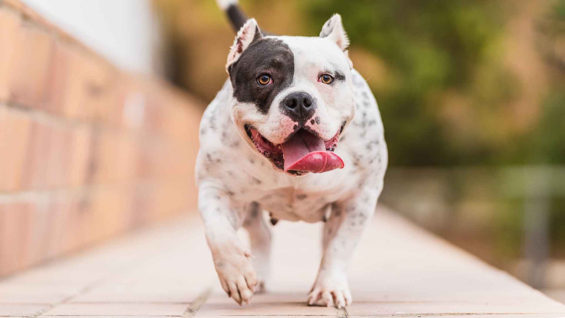 7 Muscular And Energetic Dogs That Love to Play and Exercise