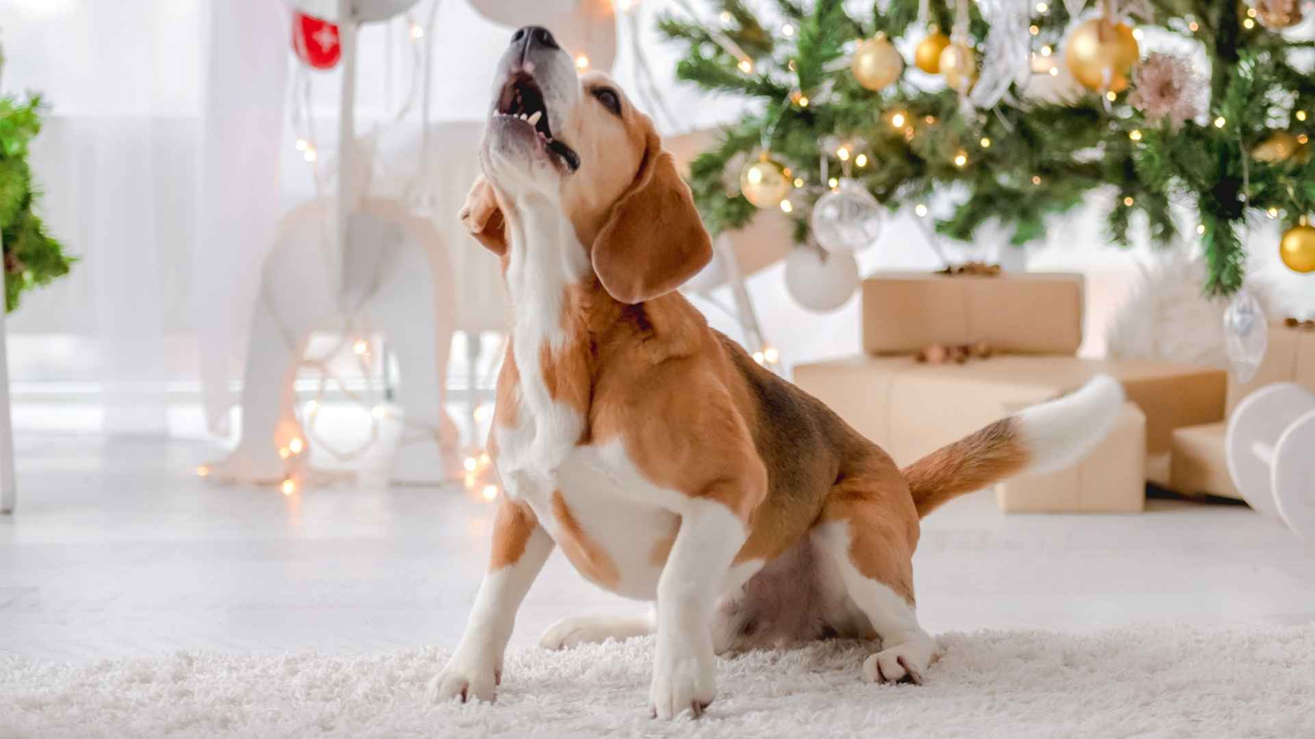 7 Noisiest Dog Breeds: The Dogs Who Won't Stop Talking