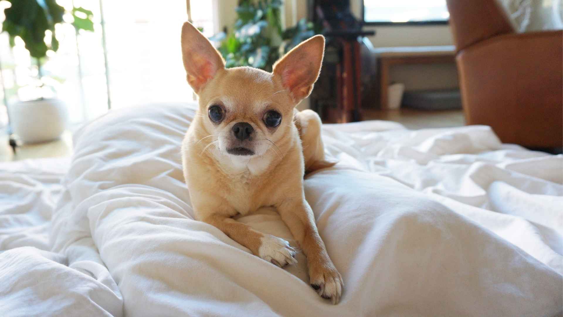 7 Non-Fussy Dog Breeds That Are Easy to Live With