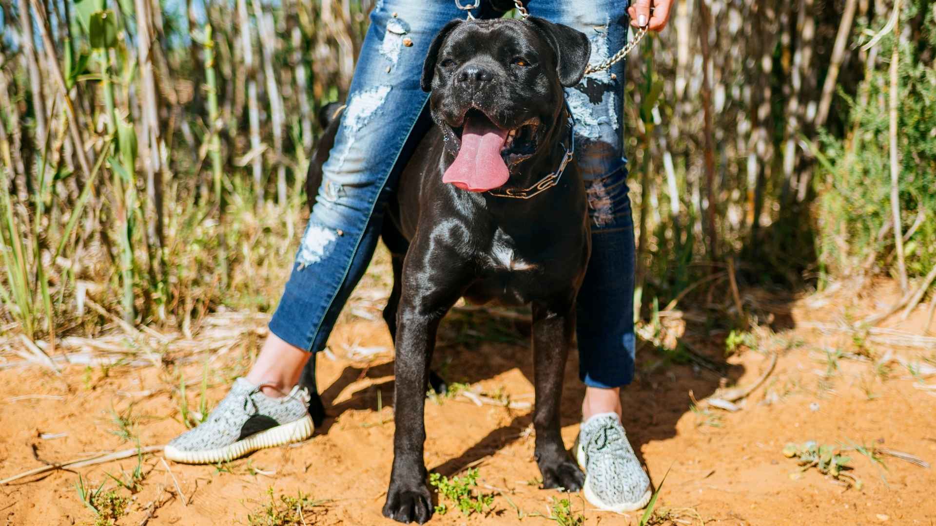 7 Outdoor Guard Dog Breeds That Will Fiercely Protect Your Home