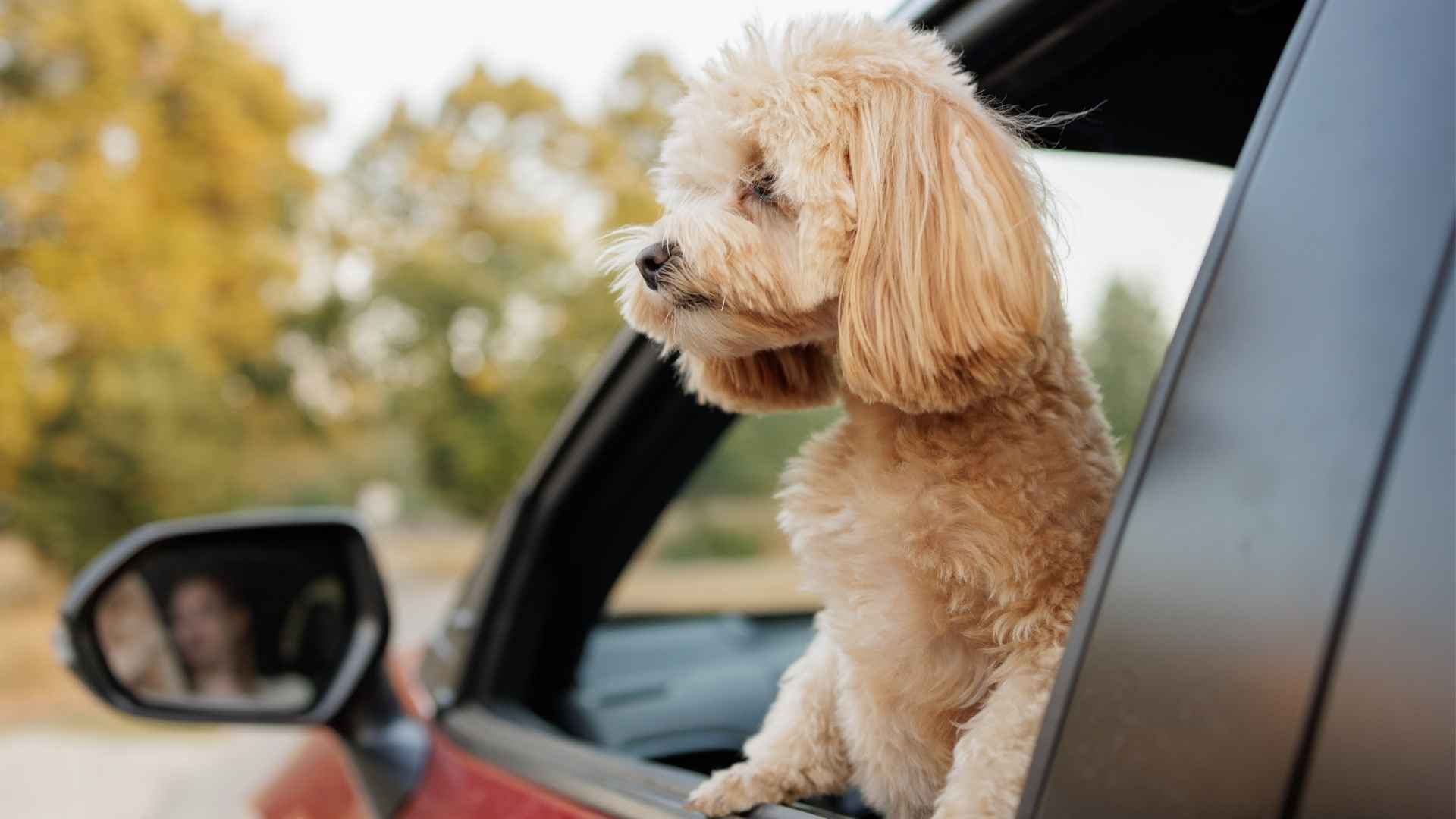 7 Perfect Dog Breeds For People Who Travel Frequently by Car or Plane