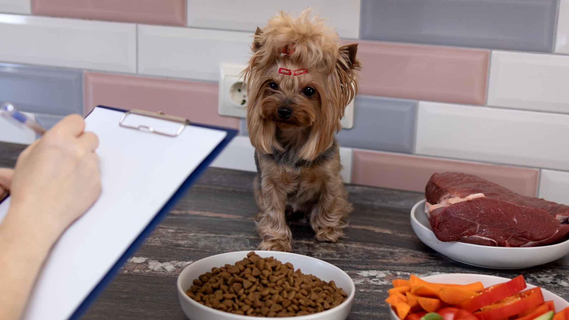7 Pickiest Eating Dog Breeds That Are the Hardest to Please at Mealtime