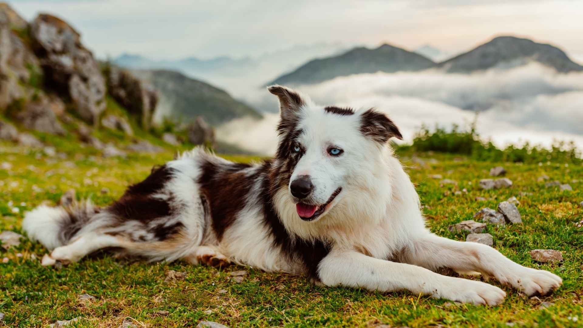 7 Popular Dog Breeds that Love High Places and Outdoor Adventures