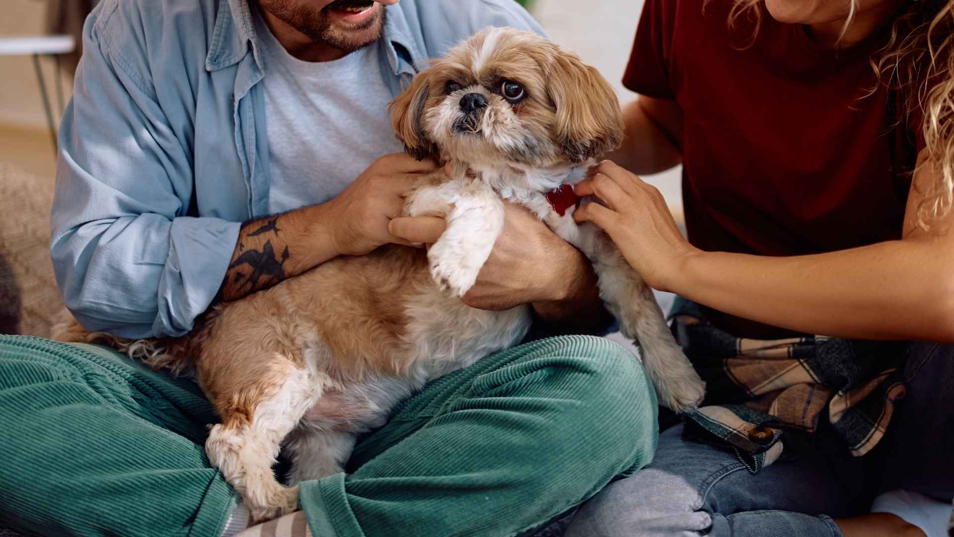 7 Quiet Dog Breeds for Shared Home That Stay Calm and Keep It Down