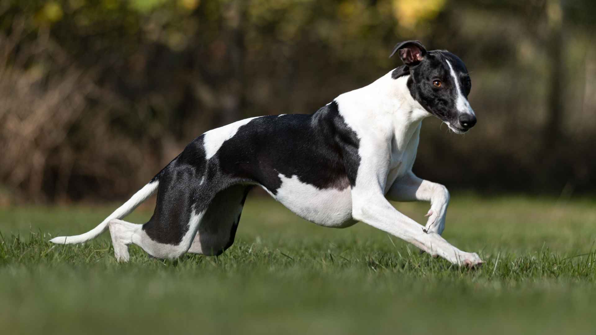 7 Racing Dog Breeds That Thrive on Speed: Ready, Set, Zoom!