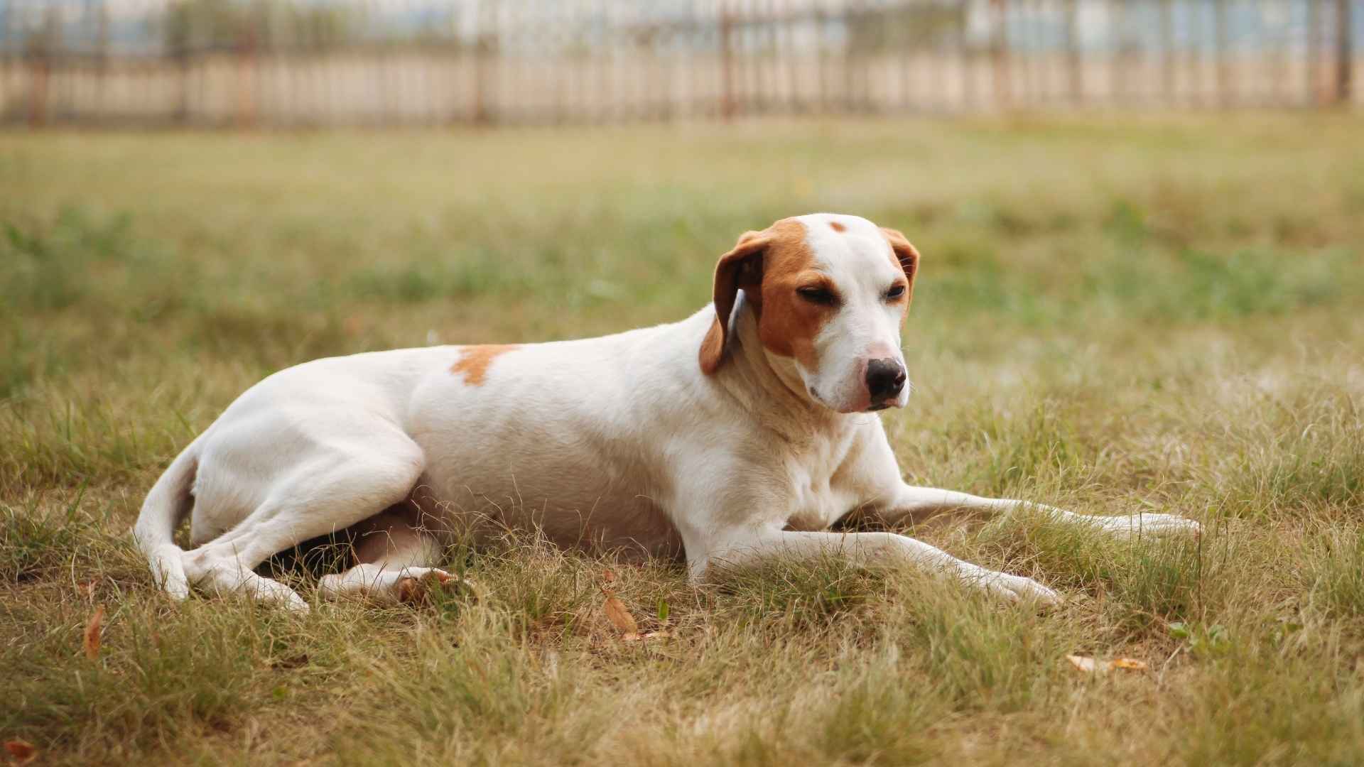 7 Rare Hunting Dog Breeds That Deserve More Recognition