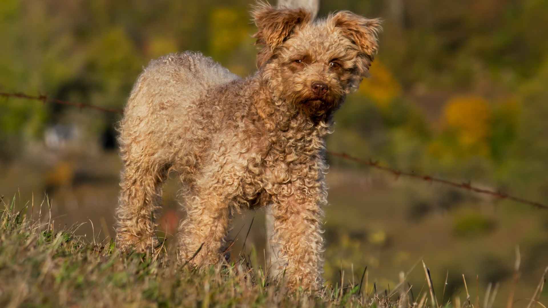 7 Rare Medium Dog Breeds That Deserve the Spotlight