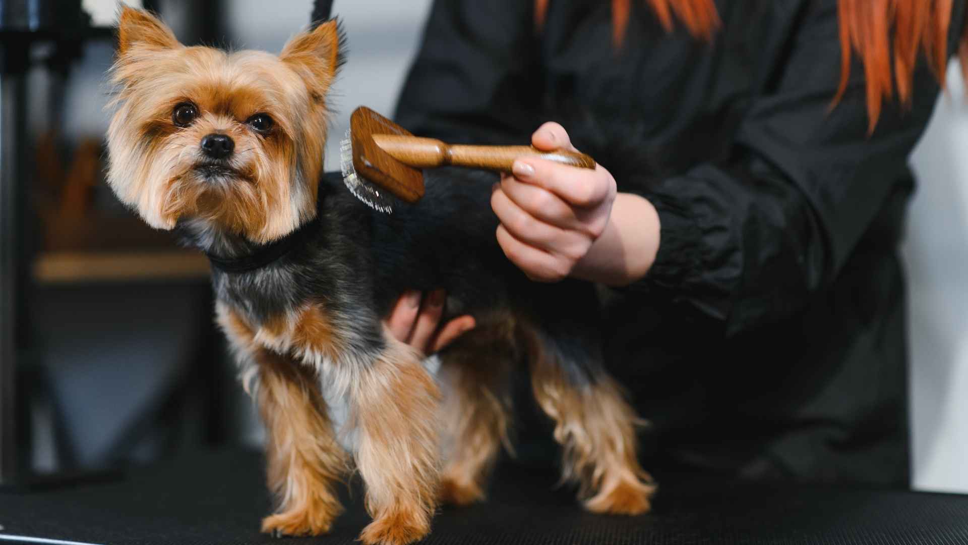 7 Regular Grooming Dog Breeds for Easy Maintenance and Care