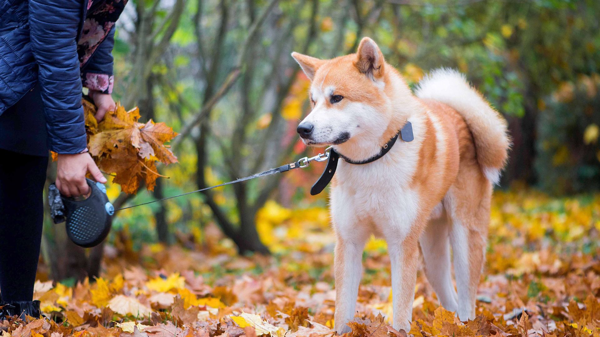 7 Reserved Yet Loyal Dog Breeds: The Silent Guardians